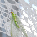 Eastern Green Lacewing