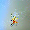 European garden spider
