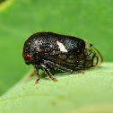 Black Locust Treehopper