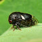 Black Locust Treehopper