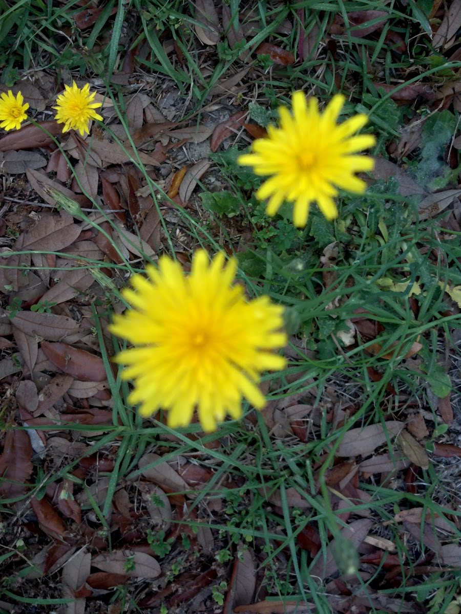Yellow wildflower