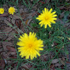 Yellow wildflower