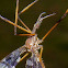 primitive cranefly