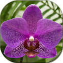 Beautiful orchids logo