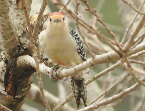 Red-Bellied Woodpecker (Male)