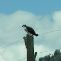 Osprey