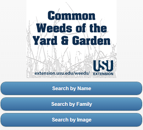 Common Weeds of Yard Garden