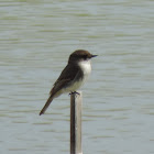 Eastern Phoebe