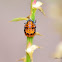 Ladybug (Pupal stage)