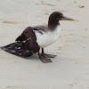 Black footed boobie