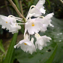 The variable dendrobium