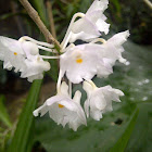 The variable dendrobium