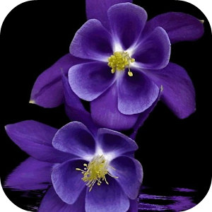 Violet Animated Live Wallpaper.apk 1.1.1