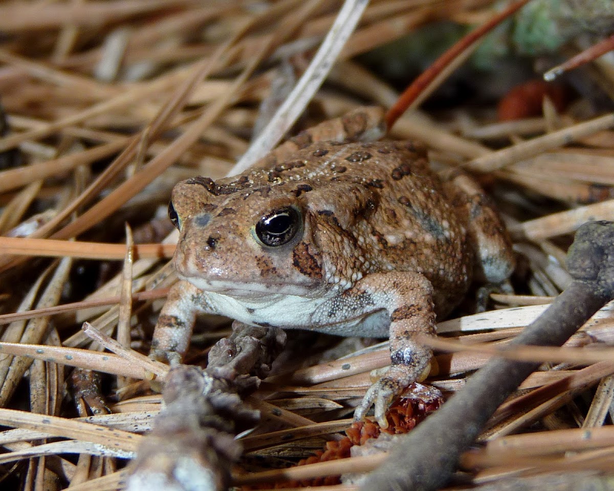 Fowler's Toad