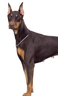 Free Doberman Pinschers Wallpapers APK for Android