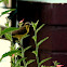 Olive-backed Sunbird - Female