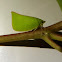 Green Flatid Planthopper