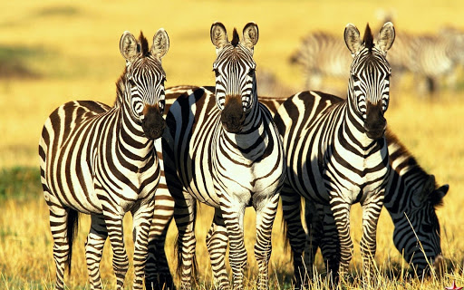 Zebra Wallpaper