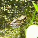 Northern Red-legged frog