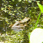 Northern Red-legged frog