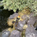 Western tanager