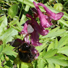 Buff-tailed Bumblebee / Zemni bumbar