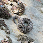 Yearling Timber Rattlesnake