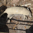 Nine-banded Armadillo