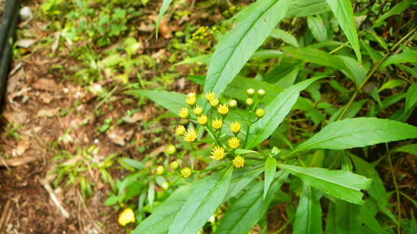 Tripa de vaca | Project Noah