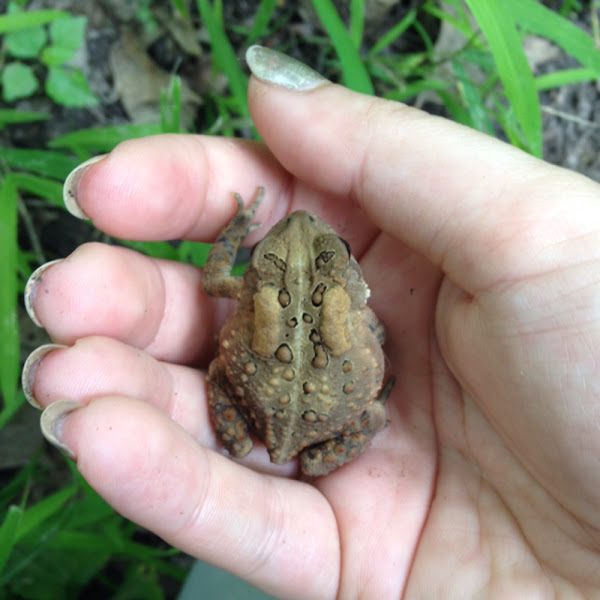 American Toad | Project Noah