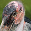 Marabou Stork 