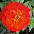 Zinnia (red)