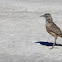 Spike-heeled lark