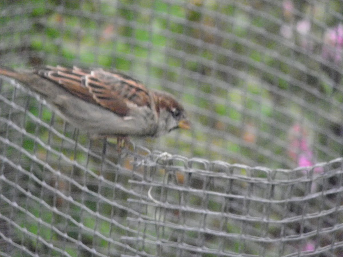 english sparrow