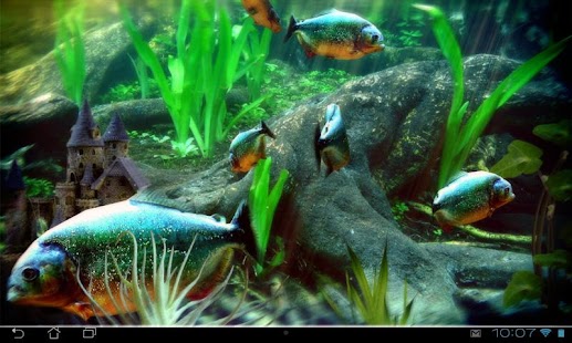 免費下載個人化APP|Piranha Aquarium 3D lwp app開箱文|APP開箱王