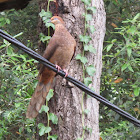 Brown Cuckoo Dove