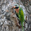 Red-breasted Parakeet