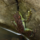 Black-spotted Rock Frog
