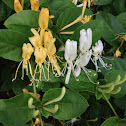 Honeysuckle