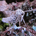 Fall Cankerworm Moth (female)