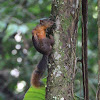 Red-tailed Squirrel