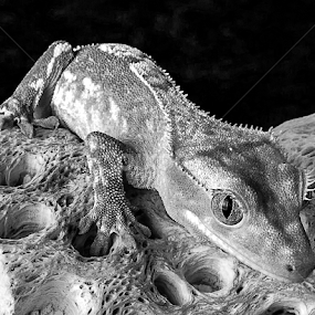 Little Dragon by Ken  Frischkorn - Black & White Macro