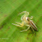 Two-Striped Jumping Spider - female