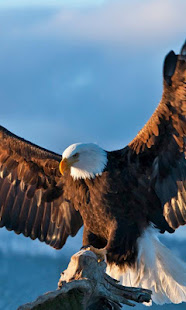 Eagle Live Wallpaper(圖5)-速報App