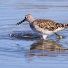 Greater Yellowlegs