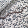 Burton's Legless Lizard