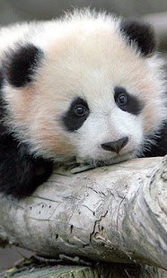 How to install Panda Wallpapers lastet apk for laptop