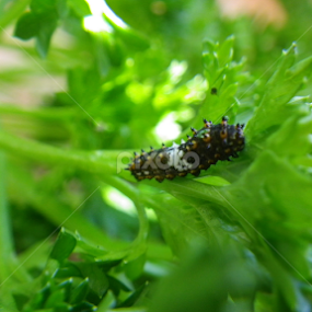This is a tiny Swallowtail Butterfly caterpillar by Norman Leblanc - Animals Insects & Spiders