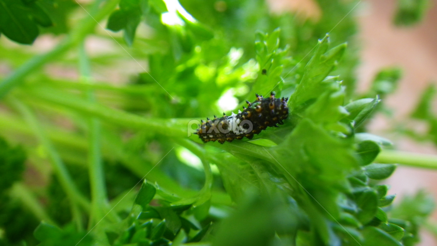This is a tiny Swallowtail Butterfly caterpillar by Norman Leblanc - Animals Insects & Spiders