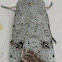 Green Cutworm Moth